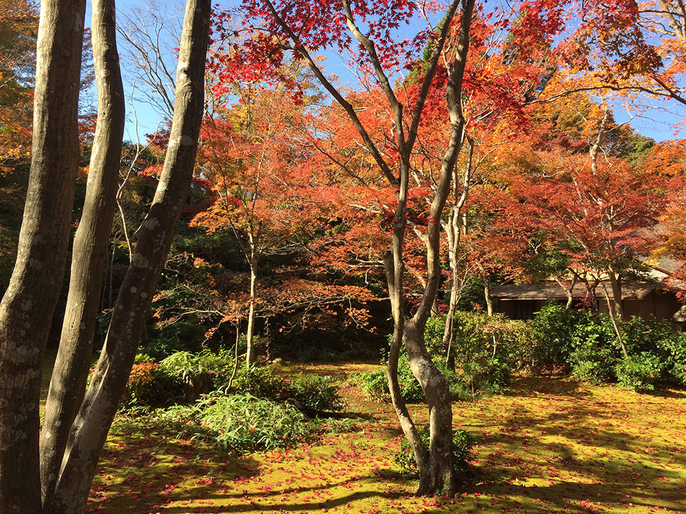 herfst in kyoto, japan